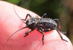 Hetrodes pupus pupus
