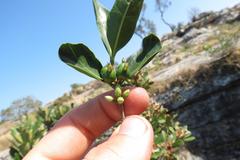 Tricalysia capensis capensis