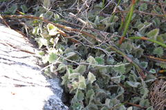 Centella flexuosa