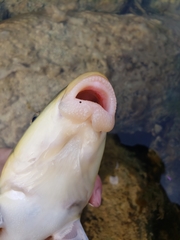 Catostomus macrocheilus