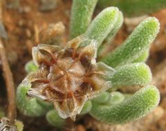 Drosanthemum framesii