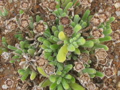 Drosanthemum framesii