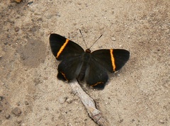 Riodina lysippoides