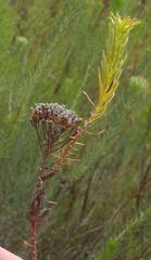 Athanasia vestita