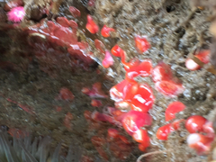 Corynactis californica