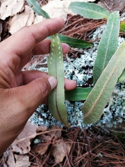 Pleopeltis polylepis