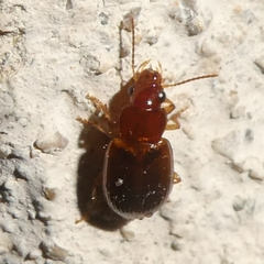 Bradycellus verbasci