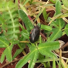 Huaina inca