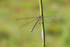 Chlorolestes conspicuus