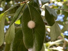 Druon quercuslanigerum