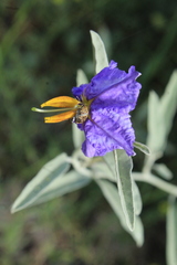 Penthobruchus germaini