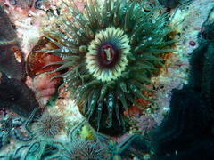 Anthopleura michaelseni