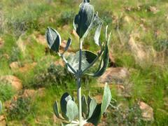 Leucosphaera bainesii