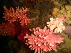 Stylaster nobilis