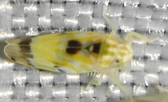Erythroneura octonotata