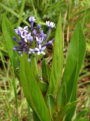 Pentanisia prunelloides prunelloides