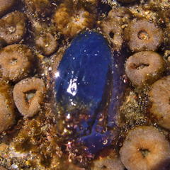 Eudistoma caeruleum