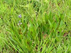 Pentanisia prunelloides prunelloides