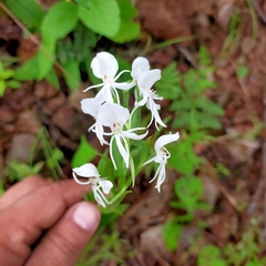 Habenaria clypeata