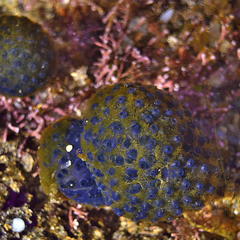 Eudistoma caeruleum