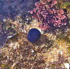 Eudistoma caeruleum