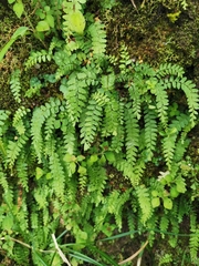 Osmolindsaea odorata