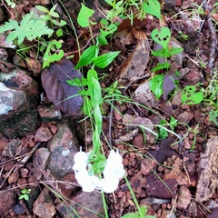 Habenaria clypeata