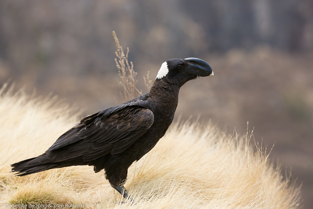 Corvidae - Wikipedia