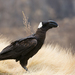 Thick-billed Raven - Photo (c) Yvonne A. de Jong, some rights reserved (CC BY-NC), uploaded by Yvonne A. de Jong