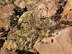 Limeum aethiopicum glabrum