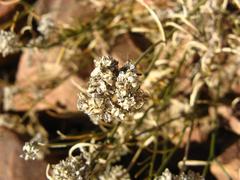 Limeum aethiopicum glabrum
