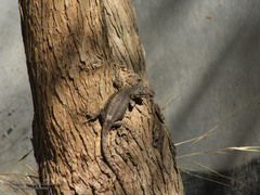 Sceloporus palaciosi