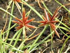 Cyperus rupestris rupestris
