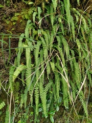 Osmolindsaea odorata