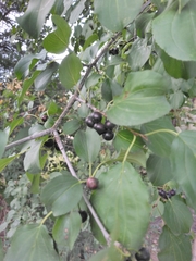 Rhamnus cathartica