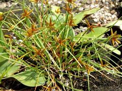Cyperus rupestris rupestris