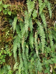 Osmolindsaea odorata