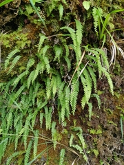 Osmolindsaea odorata