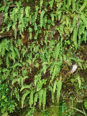 Osmolindsaea odorata