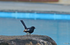 Copsychus saularis ceylonensis