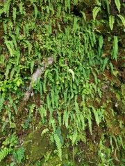 Osmolindsaea odorata