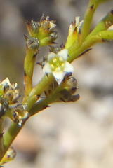 Thesium commutatum
