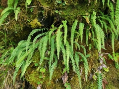 Osmolindsaea odorata