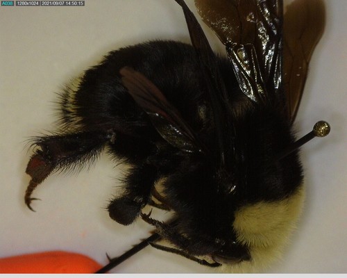 iNaturalist observation photo of Yellow-faced Bumble Bee