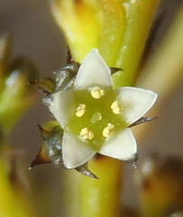 Thesium commutatum