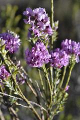 Amphithalea ericifolia