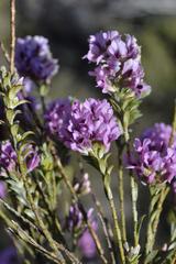 Amphithalea ericifolia
