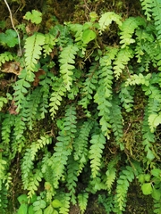 Osmolindsaea odorata