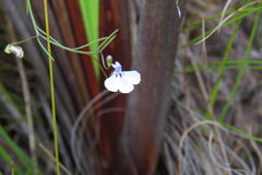 Lobelia setacea