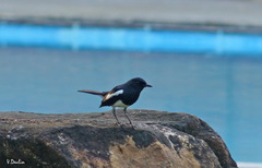 Copsychus saularis ceylonensis